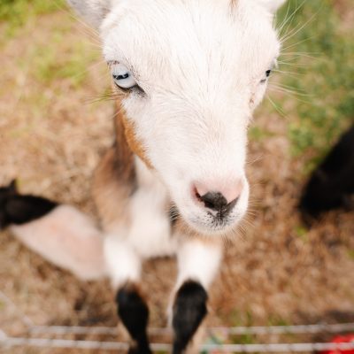 pop, sip and celebrate planning | Tampa's Luxury Event Planning Service